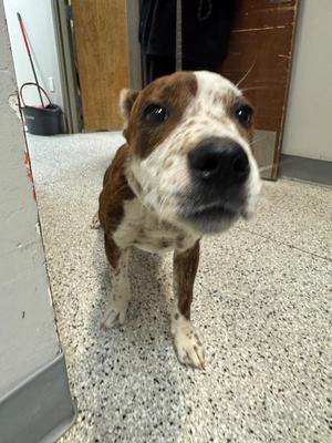 Choco, Mixed Breed, puppy, available for adoption