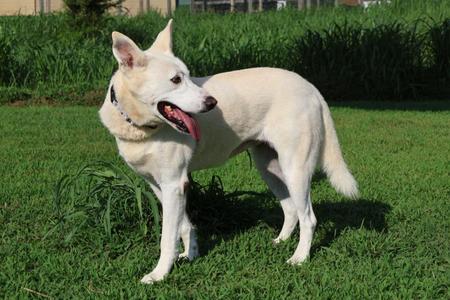 Bella, Mixed Breed, adult, available for adoption