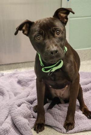 Boo Boo, Mixed Breed, young, available for adoption