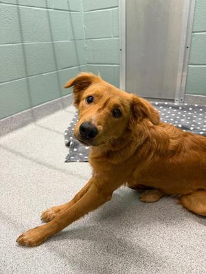 Alice, Mixed Breed, puppy, available for adoption