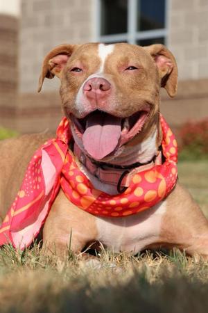 Athena, Mixed Breed, adult, available for adoption