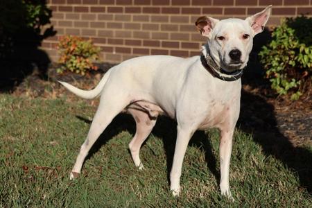 Benji, Mixed Breed, adult, available for adoption