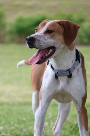Eclair, Mixed Breed, young, available for adoption