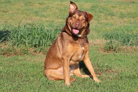 A brown dog with a black collar sitting on grass, its tongue out and looking at the camera.