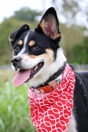 Jazzy, Mixed Breed, young, available for adoption