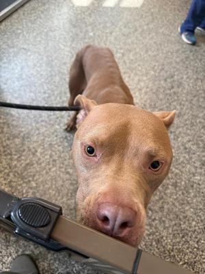 Oatly, Mixed Breed, young, available for adoption