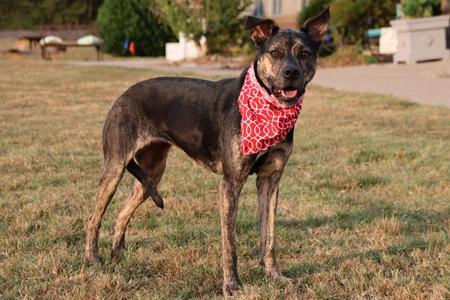 Aries (Patsy), Mixed Breed, young, available for adoption