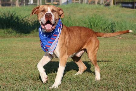 A brown and white dog wearing a blue bandana with red and white stripes, standing on a grassy field.