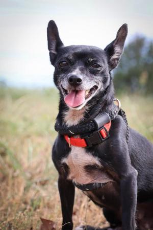 Baby, Mixed Breed, adult, available for adoption