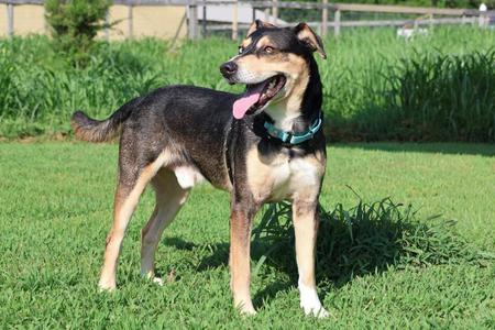 Drako, Mixed Breed, young, available for adoption