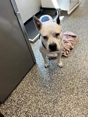 Moose, Mixed Breed, adult, available for adoption