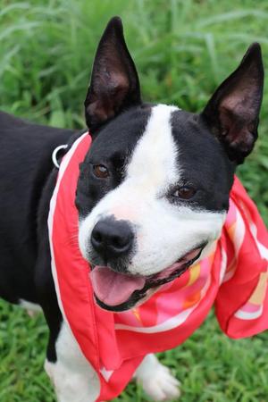 Gracie, Mixed Breed, adult, available for adoption