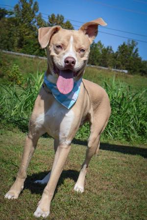 Ladder, Mixed Breed, young, available for adoption