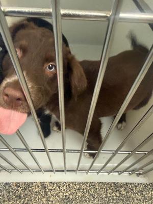 Mae, Mixed Breed, puppy, available for adoption