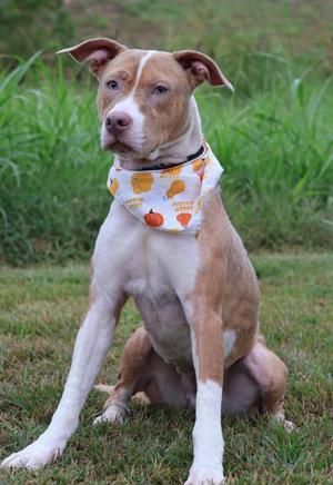 A brown and white dog sitting on grass, wearing a bandana with a pumpkin pattern.