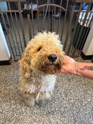 Charli, Mixed Breed, adult, available for adoption