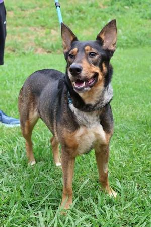 Baby, Mixed Breed, young, available for adoption