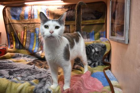 Pansy, adult, available for adoption