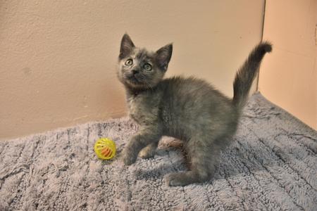 A gray kitten standing on a gray rug with a yellow ball nearby.