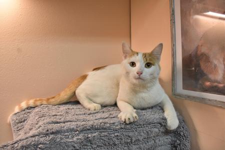 A white and orange cat sitting on a gray blanket
