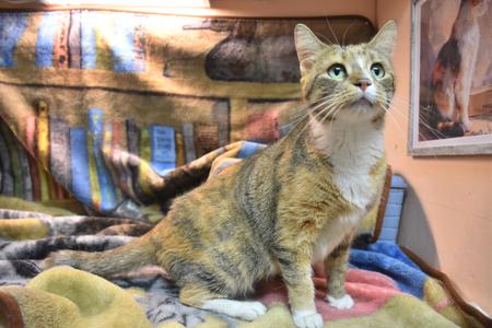 Queen, adult, available for adoption