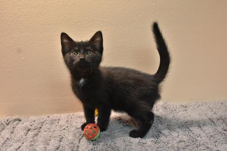 Finn, kitten, available for adoption