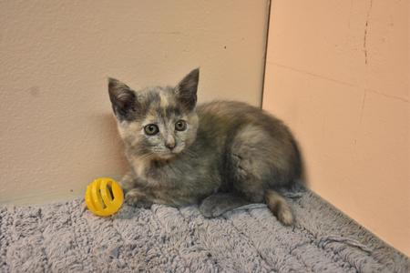 A gray and white kitten with green eyes sitting on a gray carpet next to a yellow ball.