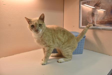 A light-colored cat standing on a white surface, looking towards the camera. In the background, there is a framed picture of a cat on the wall.