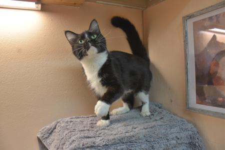 A black and white cat with green eyes standing on a gray blanket, looking up.