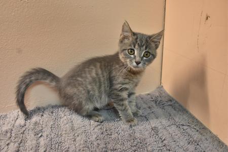 A gray tabby kitten sitting on a carpeted floor, looking directly at the camera with bright green eyes.