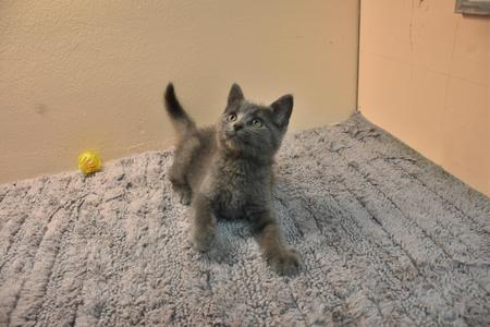 A gray kitten standing on a textured gray blanket with a yellow ball nearby.