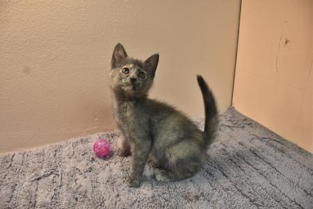 A gray tabby kitten sitting on a gray blanket with a pink ball next to it.
