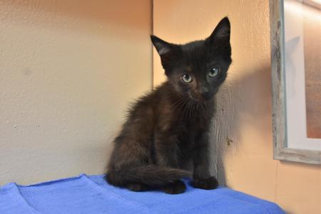 Jim, kitten, available for adoption