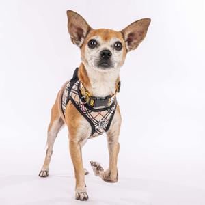 A small dog wearing a harness