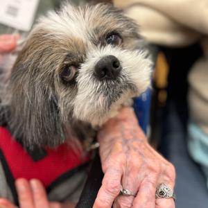 Blue Valley 14431, Havanese, senior, available for adoption