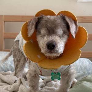 Herman Miller 14420, Poodle, senior, available for adoption