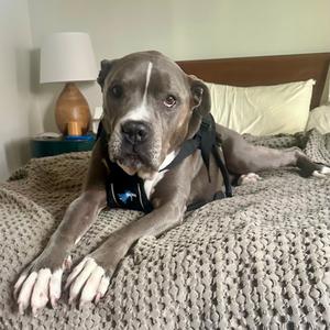 Hamlet 14482, Terrier, American Pit Bull, senior, available for adoption