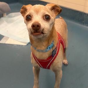 Big Country 14531, Chihuahua, Short Coat, senior, available for adoption