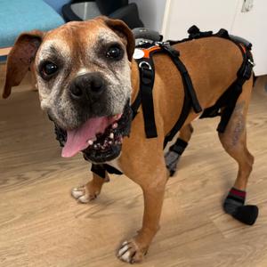 Bow Wow Wow 14525, Boxer, senior, available for adoption
