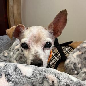 Big Pumpkin 14581, Chihuahua, senior, available for adoption