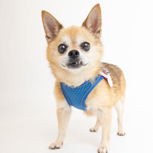 A small dog wearing a blue harness