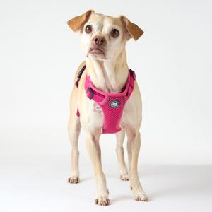A small dog wearing a pink harness standing on a white background.