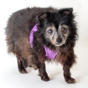 Icona Pop 14550, Pomeranian, senior, available for adoption