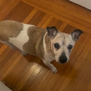 A brown and white dog standing on a wooden floor, looking up at the camera.
