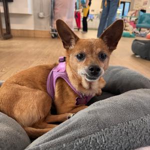 Bangles 13996, Chihuahua, Short Coat, senior, available for adoption