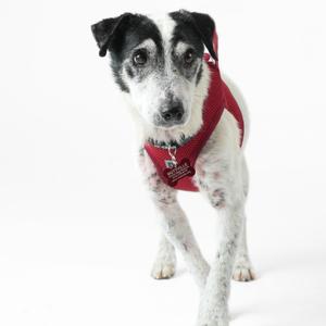 A black and white speckled dog wearing a red harness is walking forward against a white background.