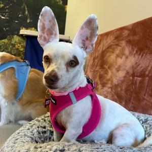 Barbie Girl 14519, Terrier, senior, available for adoption