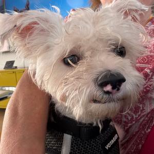 Crunch 14582, Maltese, senior, available for adoption
