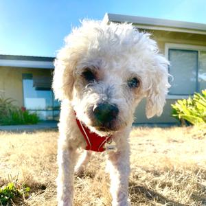 Channel 14569, Poodle, Miniature, senior, available for adoption