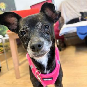 Almond Joy 14583, Terrier, senior, available for adoption